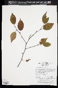 Betula albosinensis image