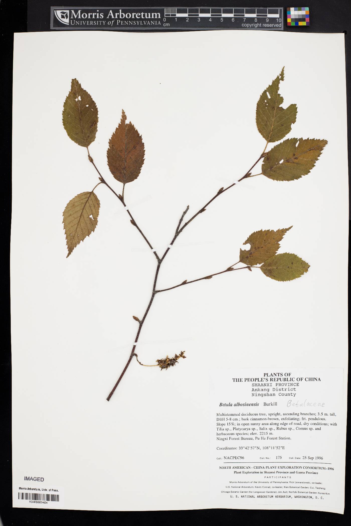 Betula albosinensis image