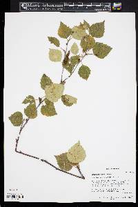 Betula litwinowii image