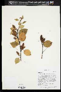 Betula utilis image