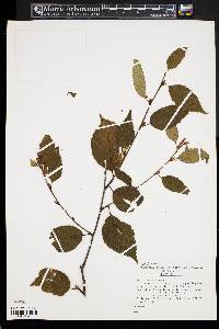 Betula utilis image