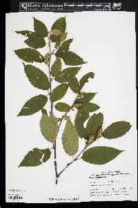 Betula alleghaniensis image