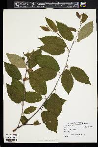 Betula alleghaniensis image