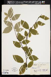 Betula alleghaniensis image