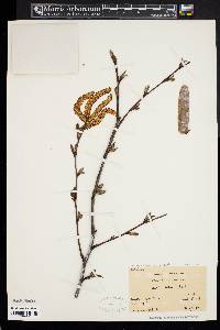 Betula alleghaniensis image