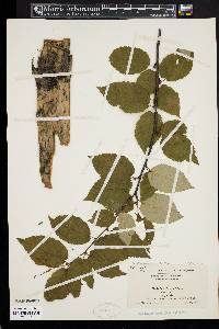 Betula alleghaniensis image