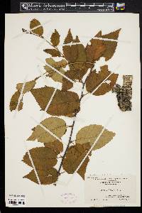 Betula alleghaniensis image