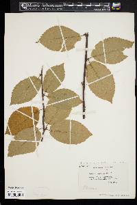 Betula alleghaniensis image