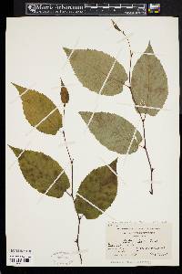 Betula alleghaniensis image