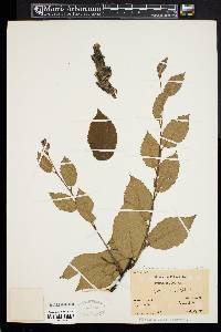 Betula alleghaniensis image