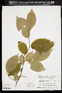 Betula alleghaniensis image