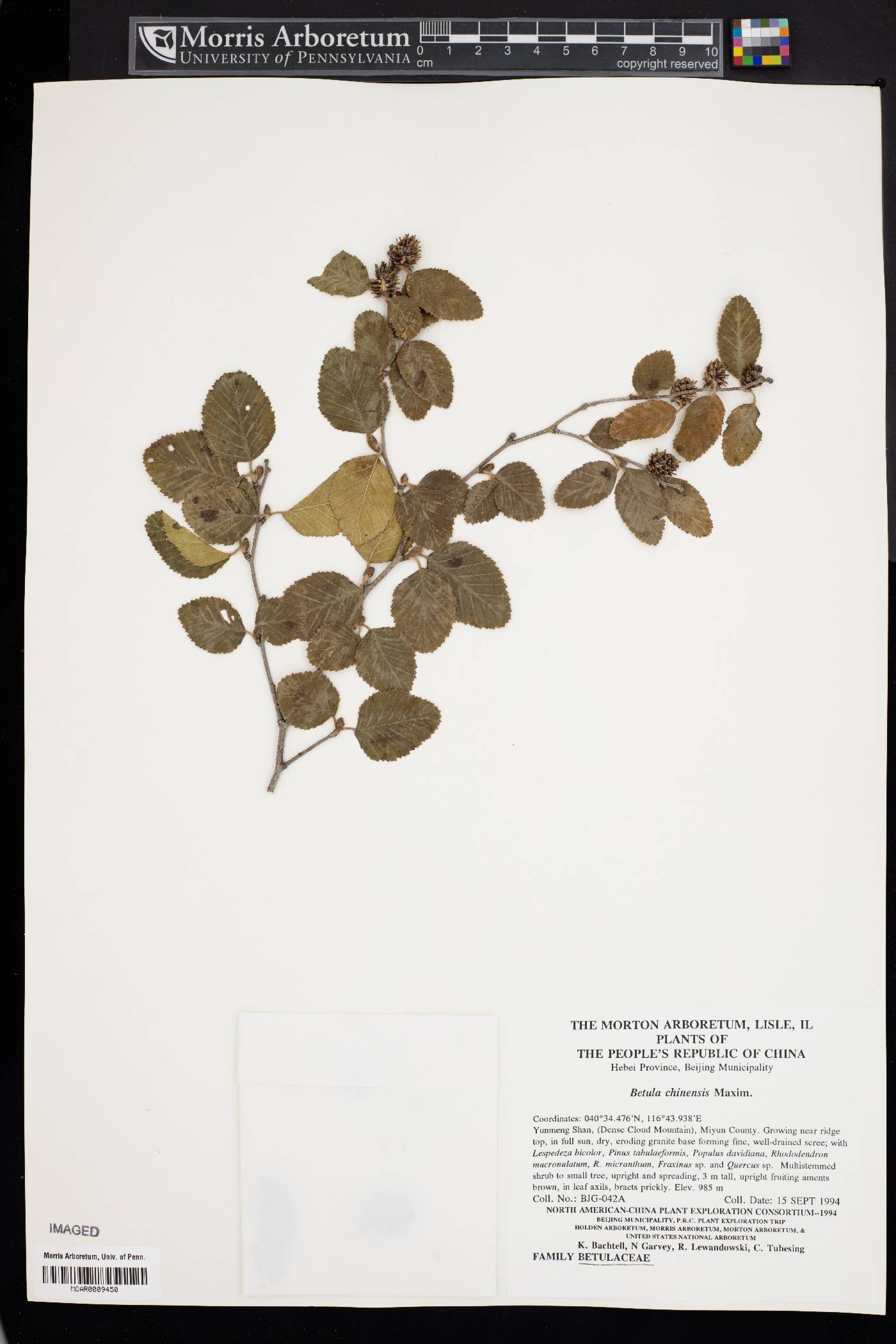 Betula chinensis image