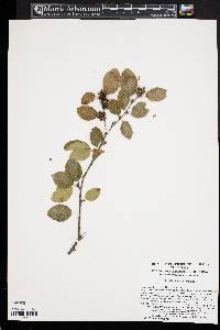 Betula chinensis image