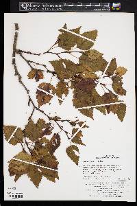 Betula chinensis image
