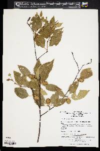 Betula costata image