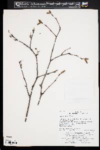 Betula costata image