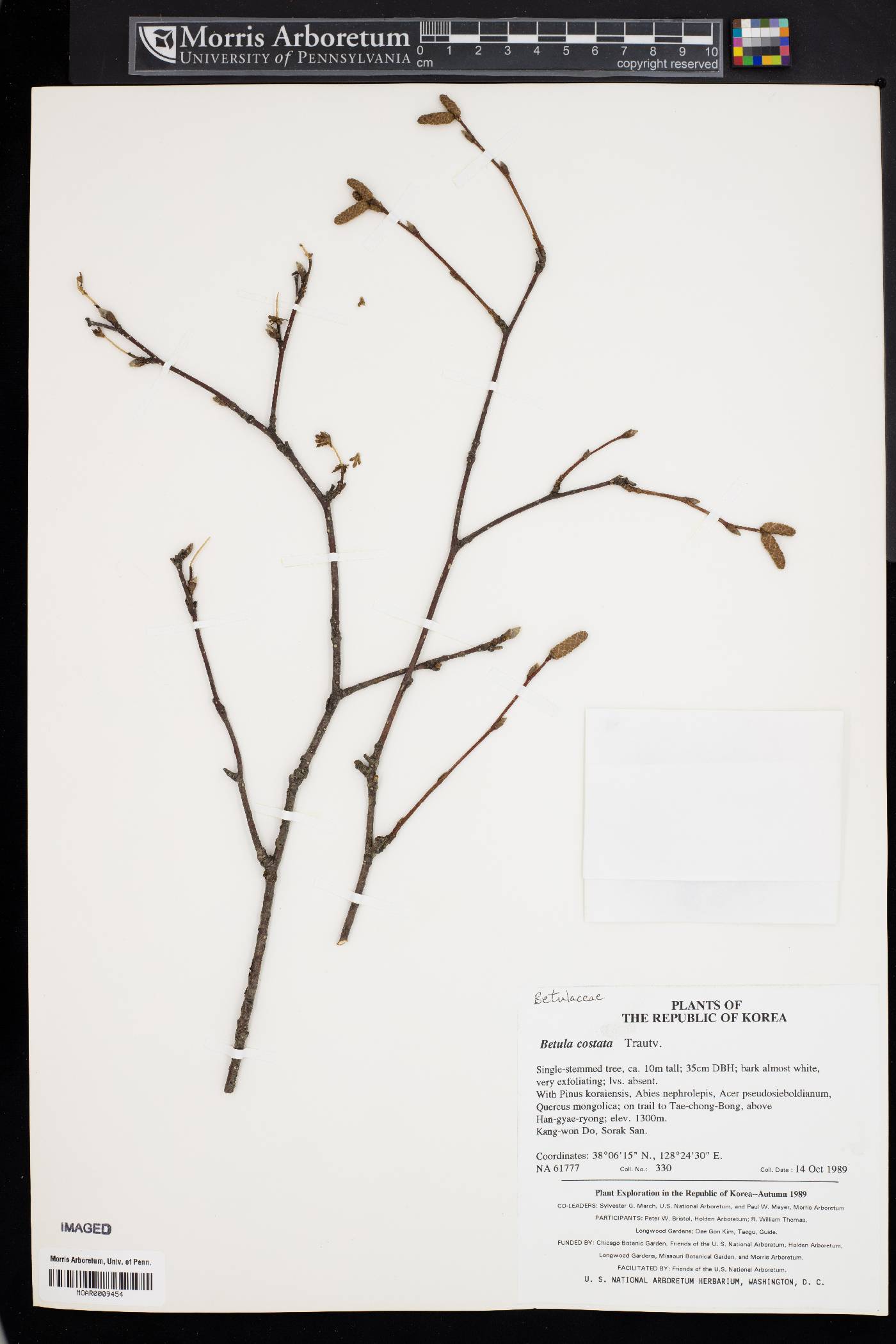 Betula costata image