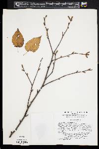 Betula costata image