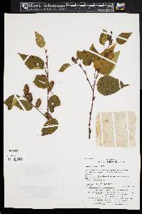 Betula costata image