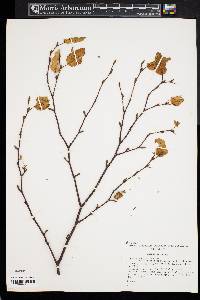 Betula costata image