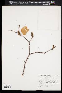 Betula costata image