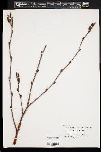 Betula ermanii image