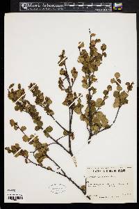 Betula glandulosa image