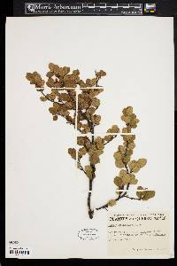 Betula glandulosa image