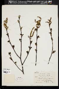 Betula papyrifera image