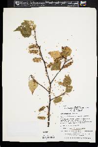 Betula platyphylla image