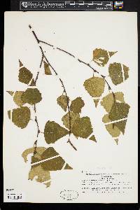 Betula platyphylla image
