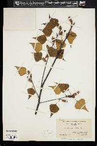 Betula populifolia image