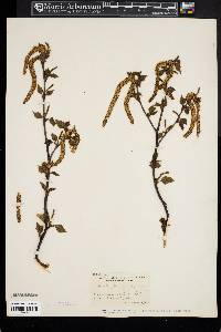 Betula populifolia image