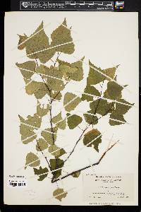 Betula populifolia image