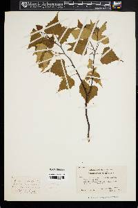 Betula populifolia image