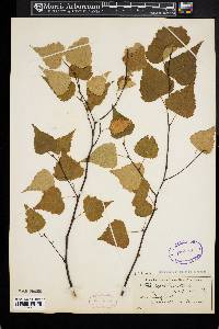 Betula populifolia image