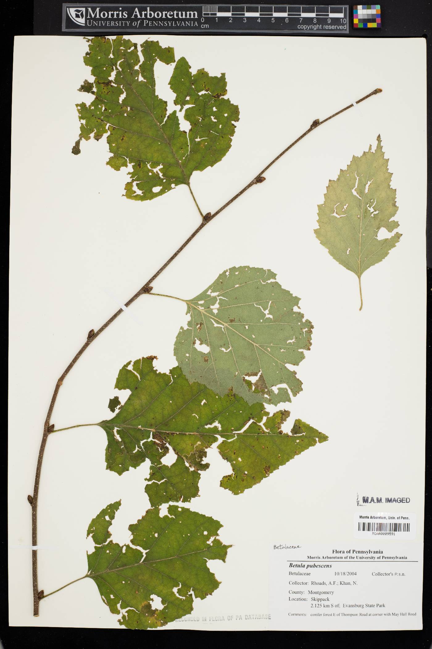 Betula pubescens image