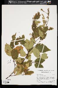 Betula schmidtii image