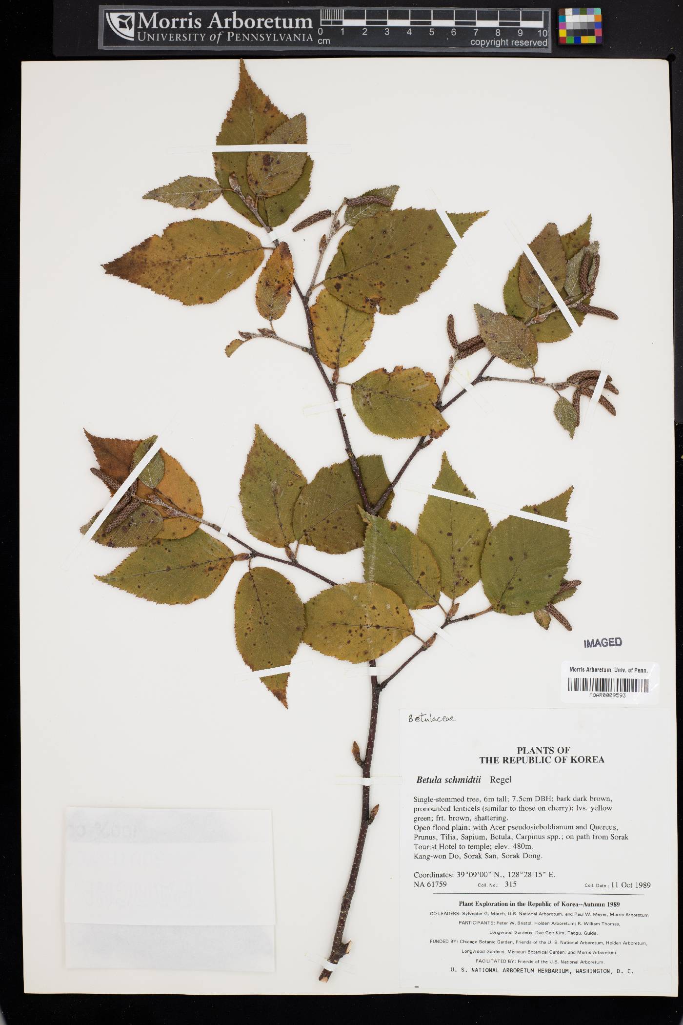 Betula schmidtii image