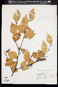 Betula schmidtii image