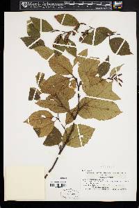 Betula schmidtii image