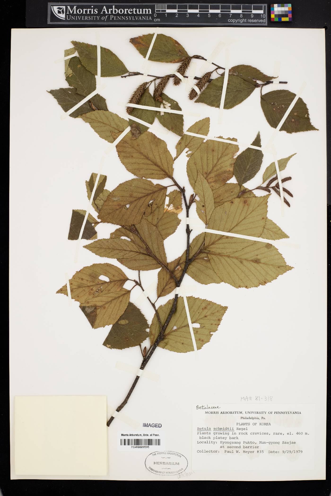 Betula schmidtii image