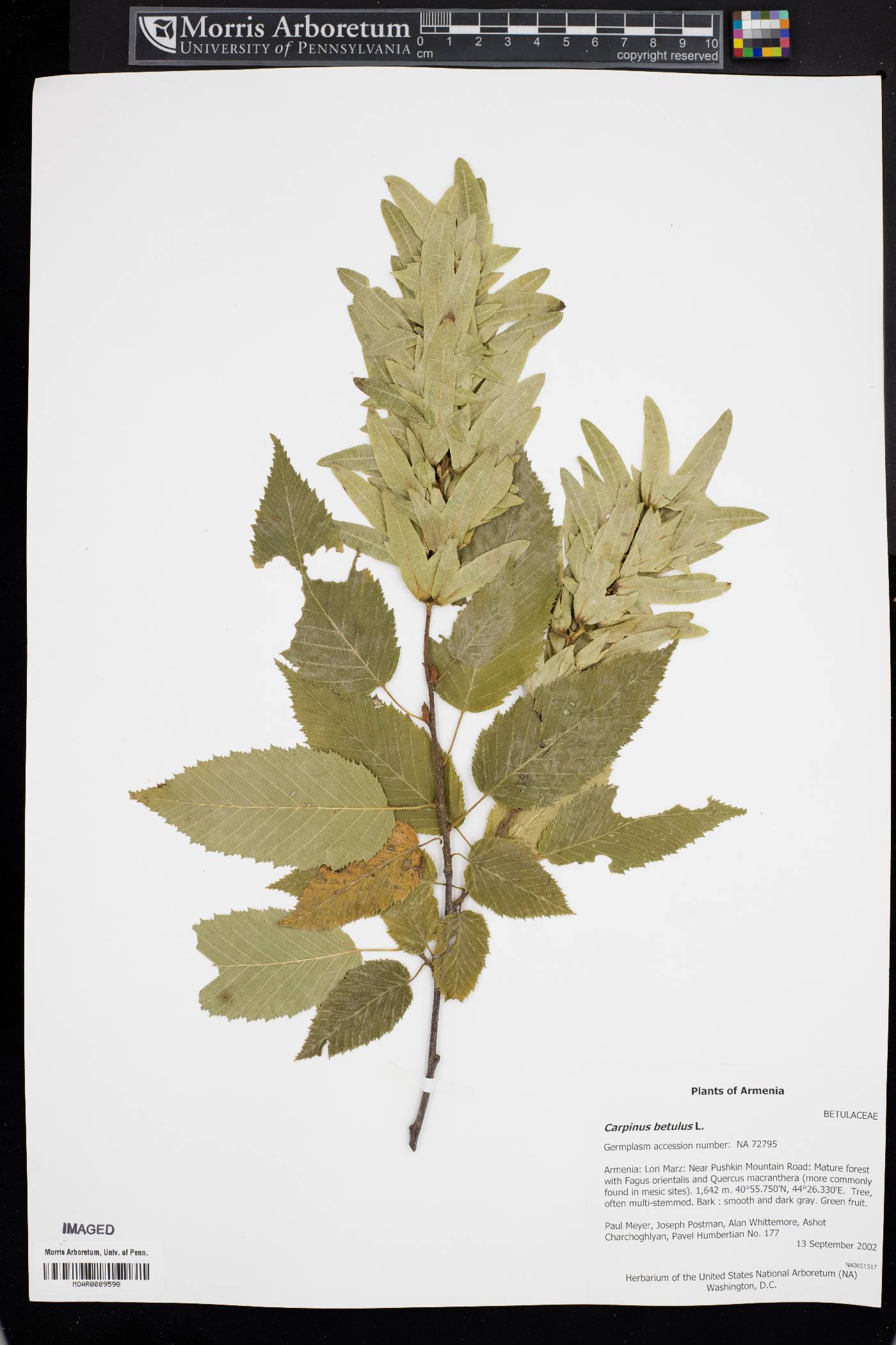 Carpinus betulus image