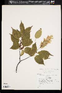 Carpinus laxiflora image