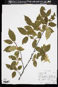 Carpinus orientalis image