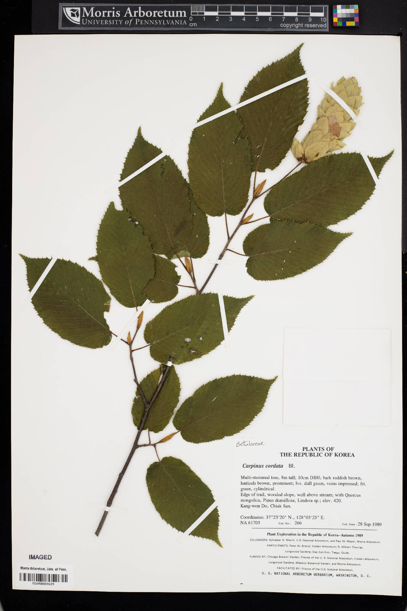 Carpinus cordata image