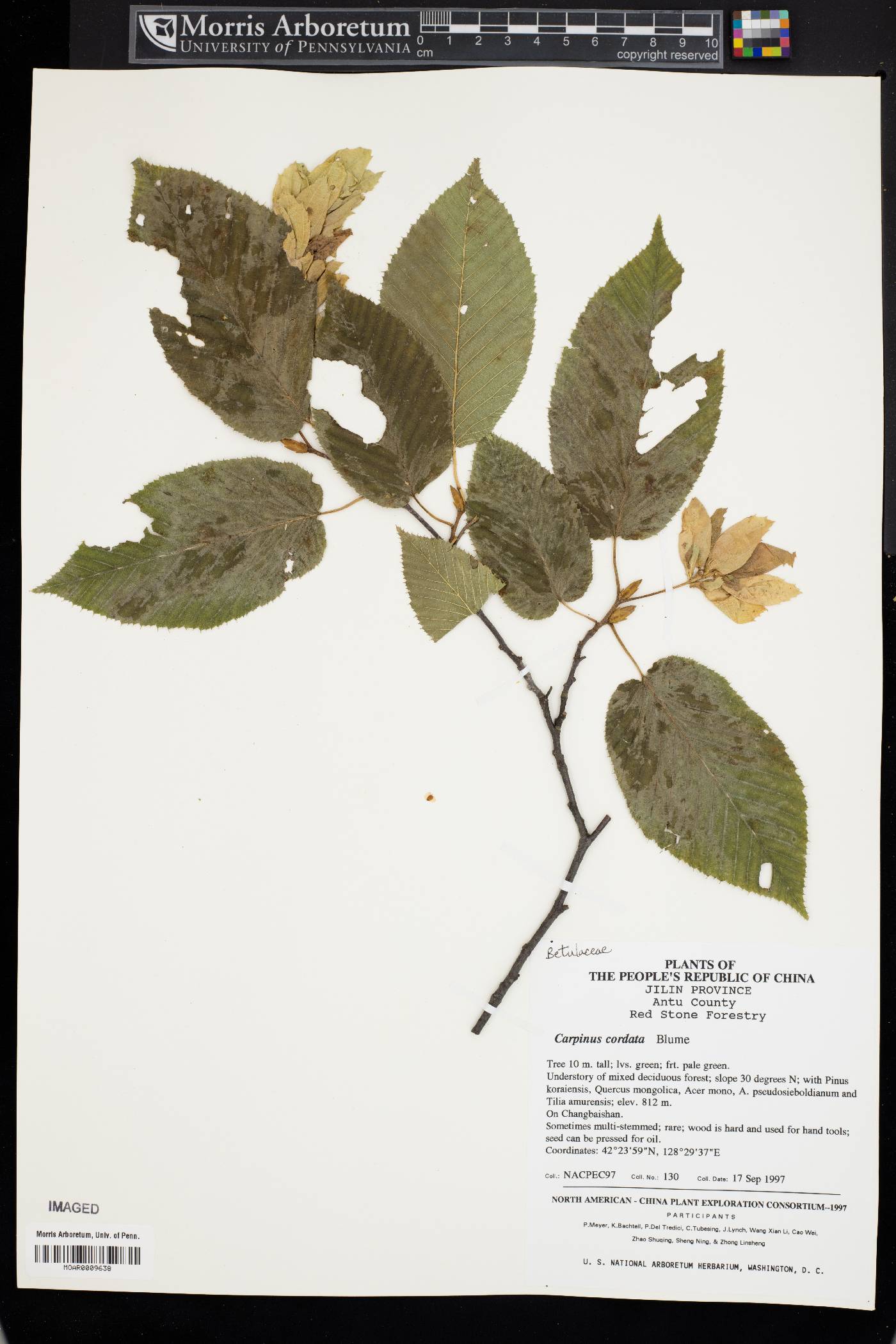 Carpinus cordata image