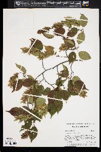 Carpinus laxiflora image