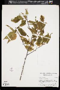 Carpinus laxiflora image