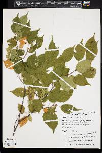 Carpinus laxiflora image